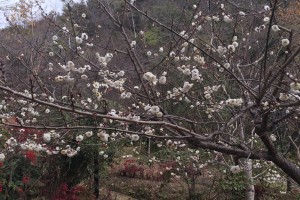 20160109　ウメの花が咲いています (1)